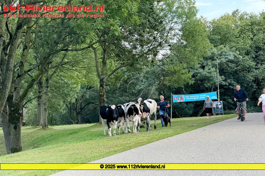 112Rivierenland Rijswijk Koeien Ontsnappen Bij Roodvoet 112Rivierenland Rijswijk Koeien Ontsnappen Bij Roodvoet